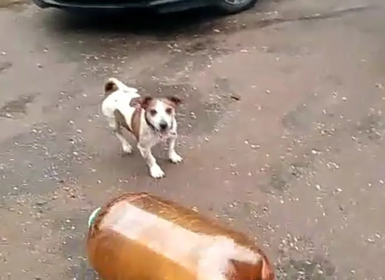 Собака и кега - что за мем, где собака взорвалась на пивной бутылке