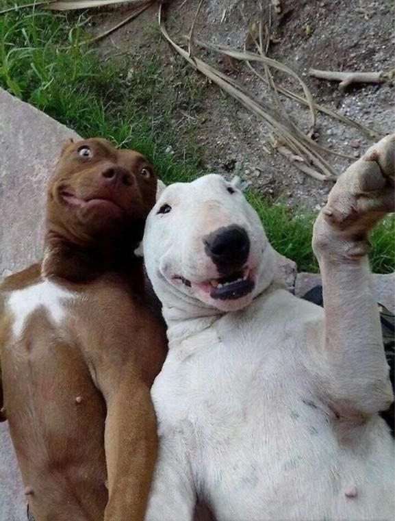 17 смешных фотографий собак, которые продемонстрировали людям всю свою дурашливость