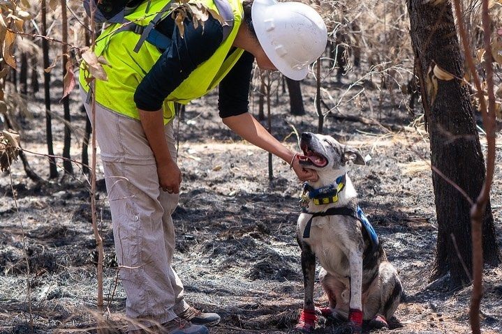 Герой дня: Этот пес спас больше 100 коал во время лесных пожаров и получил заслуженную награду за огромную помощь