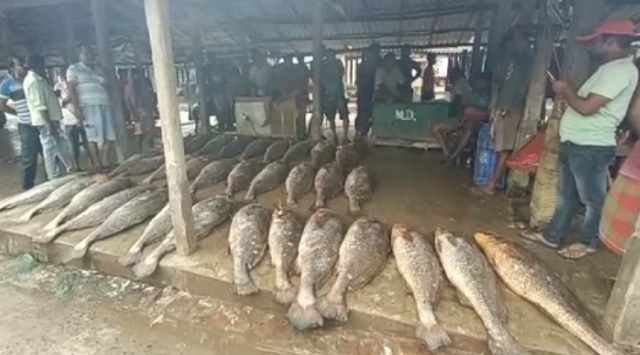 Рыбаки поймали 33 рыбы и стали миллионерами, а все потому что рыба не простая