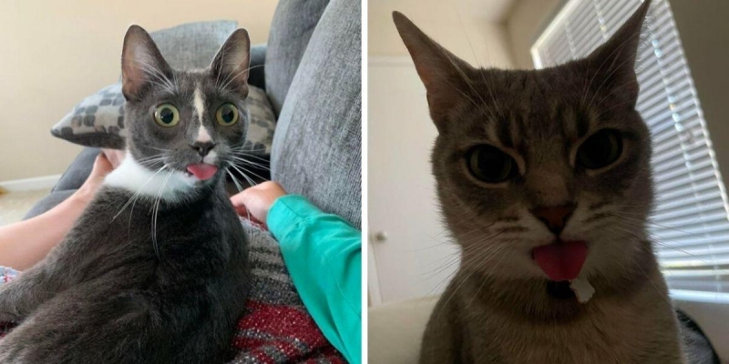 15 милых кошек, которые забыли засунуть язык обратно и теперь выглядят немного дерзко
