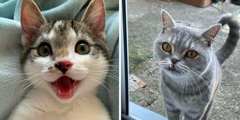 15 милых случаев, когда владельцы кошек были очарованы их зубками