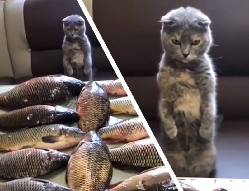 Котейка увидел на столе столько рыбы, что не смог поверить своему счастью