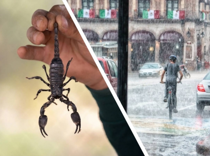 В Египте на людей стали нападать ядовитые скорпионы, а во всем виноват оказался дождь