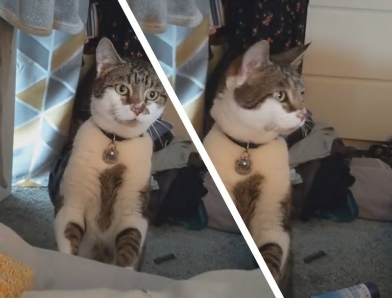 Кот ворвался в чужую квартиру, но чувствует себя как дома – ролик рассмешил весь интернет