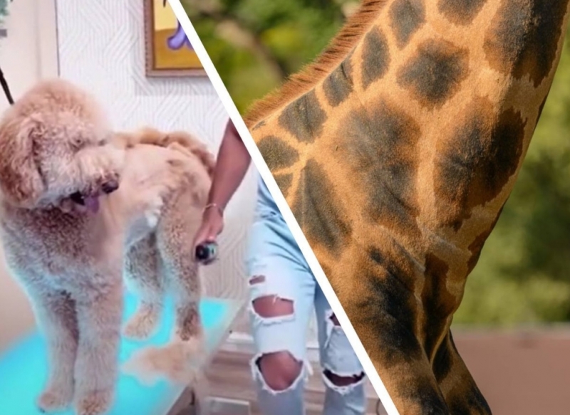 Парень из обычного пушистого пса сделал жирафа, чем вызвал бурную реакцию в интернете