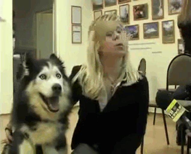 20 смехотворных фото, доказывающих, что хаски - самые странные псы на свете