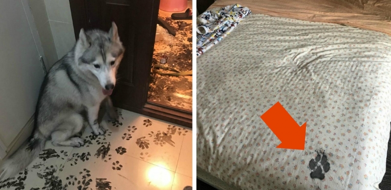 20 смехотворных фото, доказывающих, что хаски - самые странные псы на свете