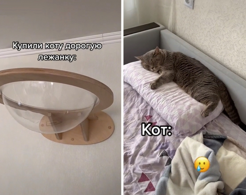 Кот отказался от дорогой лежанки и выбрал обычную подушку, чем рассмешил весь интернет