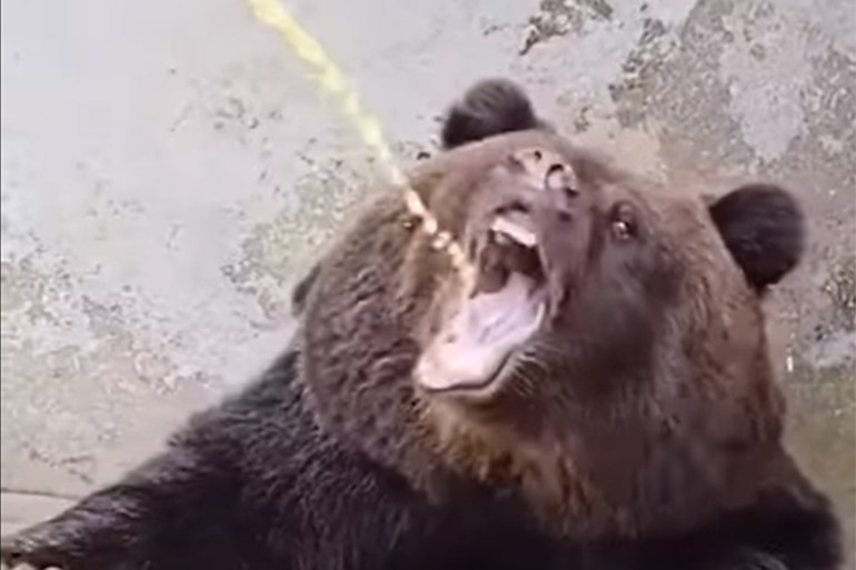 Медведь пьет мочу или фанту - что за мемы с медведем