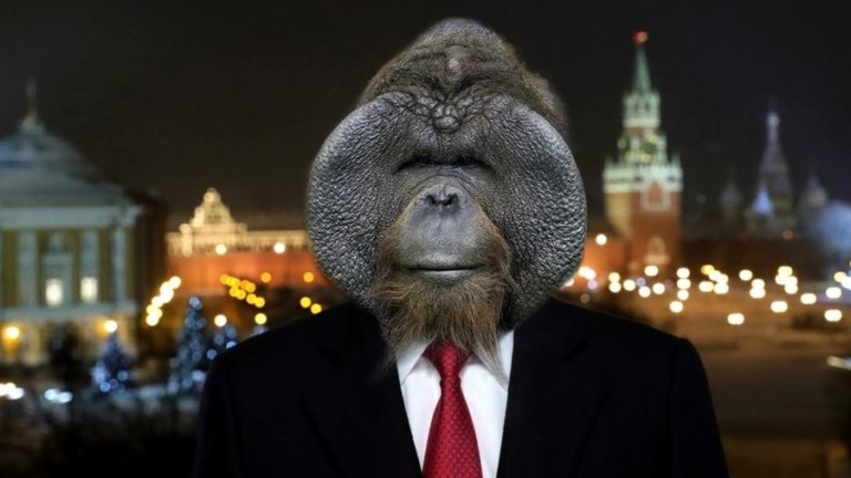 "Орангутан Бату - наш кандидат!" Как выборы символа Новосибирска стали драмой и обросли мемами