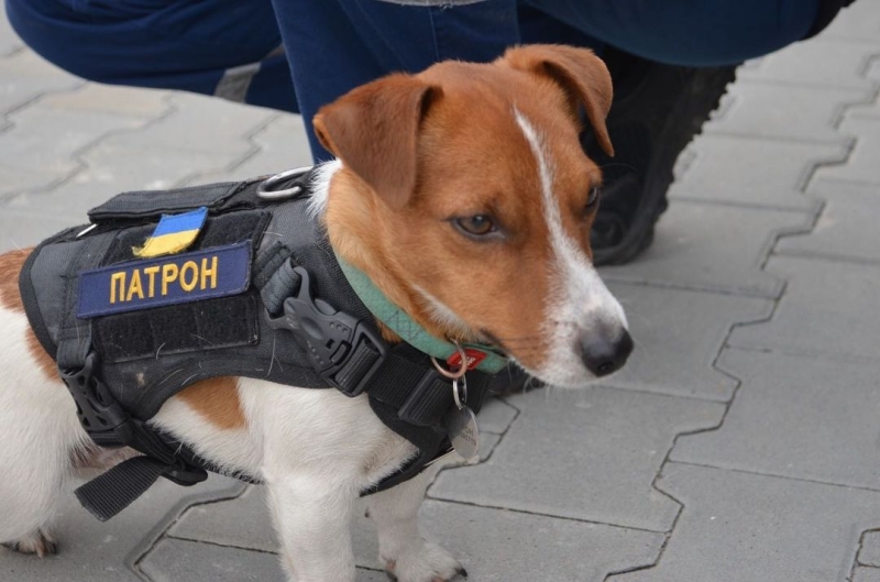 Пес Патрон, мем собака Патрон, война в Украине