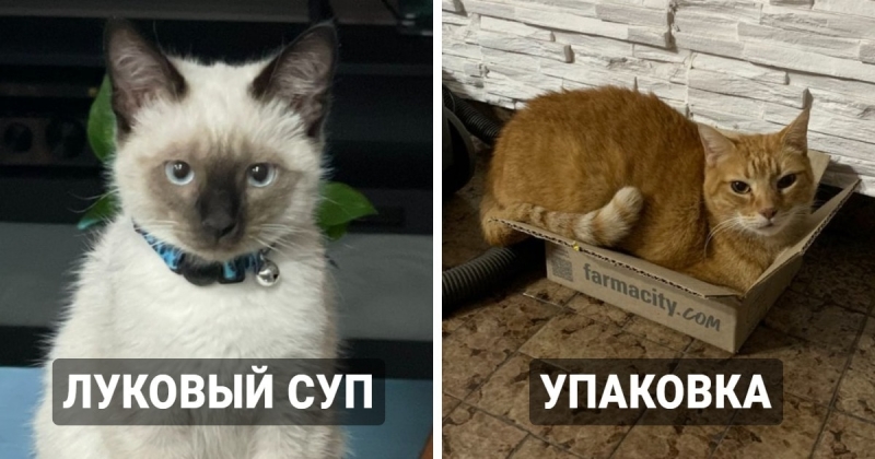 Люди в сети поделились смешными и нелепыми кличками своих котов, и теперь кому-то точно нужно прятать тапочки