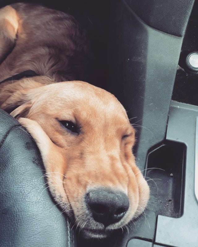 17 фото, доказывающих, что поездка на машине обязана быть крутой и смешной, если один из пассажиров — собака