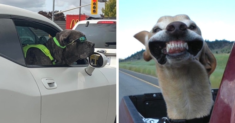17 фото, доказывающих, что поездка на машине обязана быть крутой и смешной, если один из пассажиров — собака