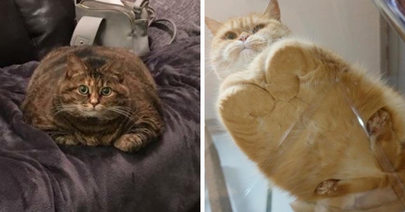 20 милых фотографий, которые доказывают, что коты — это не домашние питомцы, а пушистые буханки