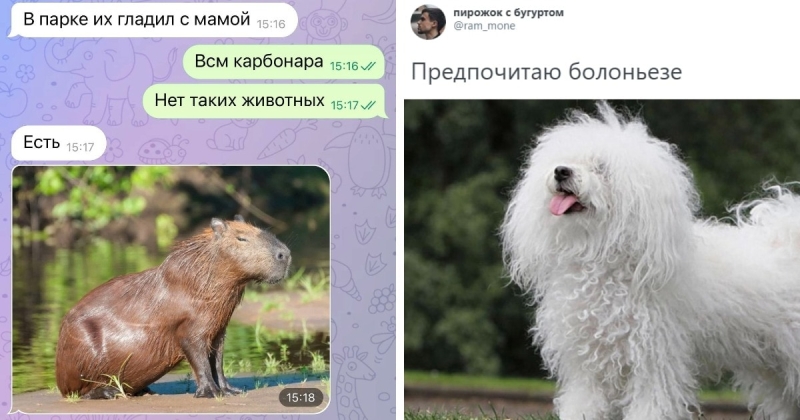 Паста капибара: переписка о любимом животном рассмешила пользователей сети, и поток шуток было не остановить