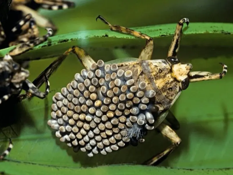 Десять необычных насекомых