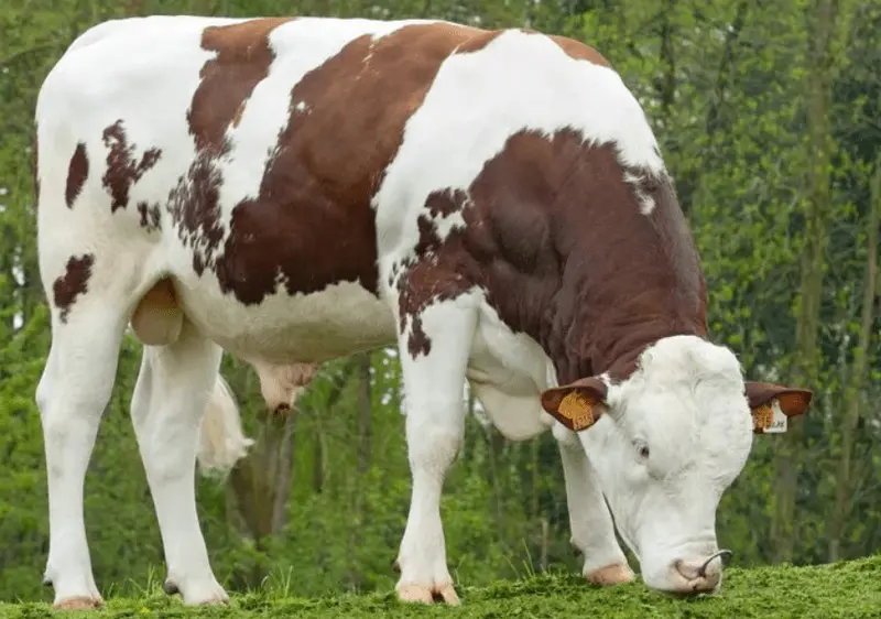 Десять самых красивых пород коров в мире