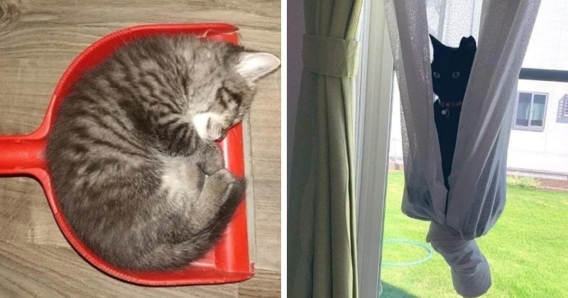 18 смешных отдыхающих котиков, которые были обнаружены людьми в самых неожиданных местах